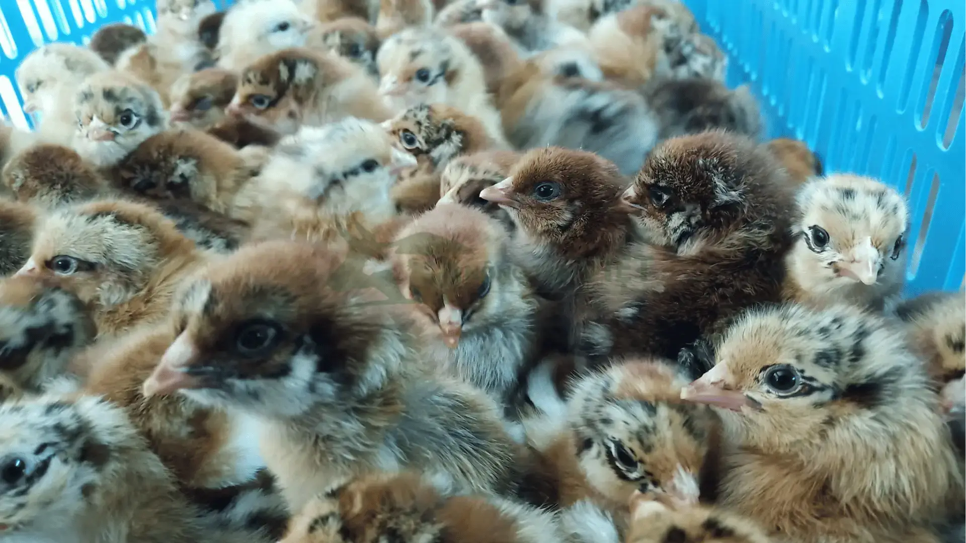 Trại gà tam hoàng giống tại Xã Vĩnh Châu B, Huyện Tân Hưng, Tỉnh Long An