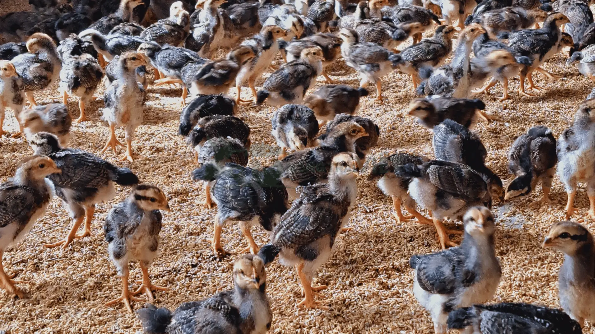 Trại gà minh dư giống tại Xã Tây Yên, Huyện An Biên, Tỉnh Kiên Giang