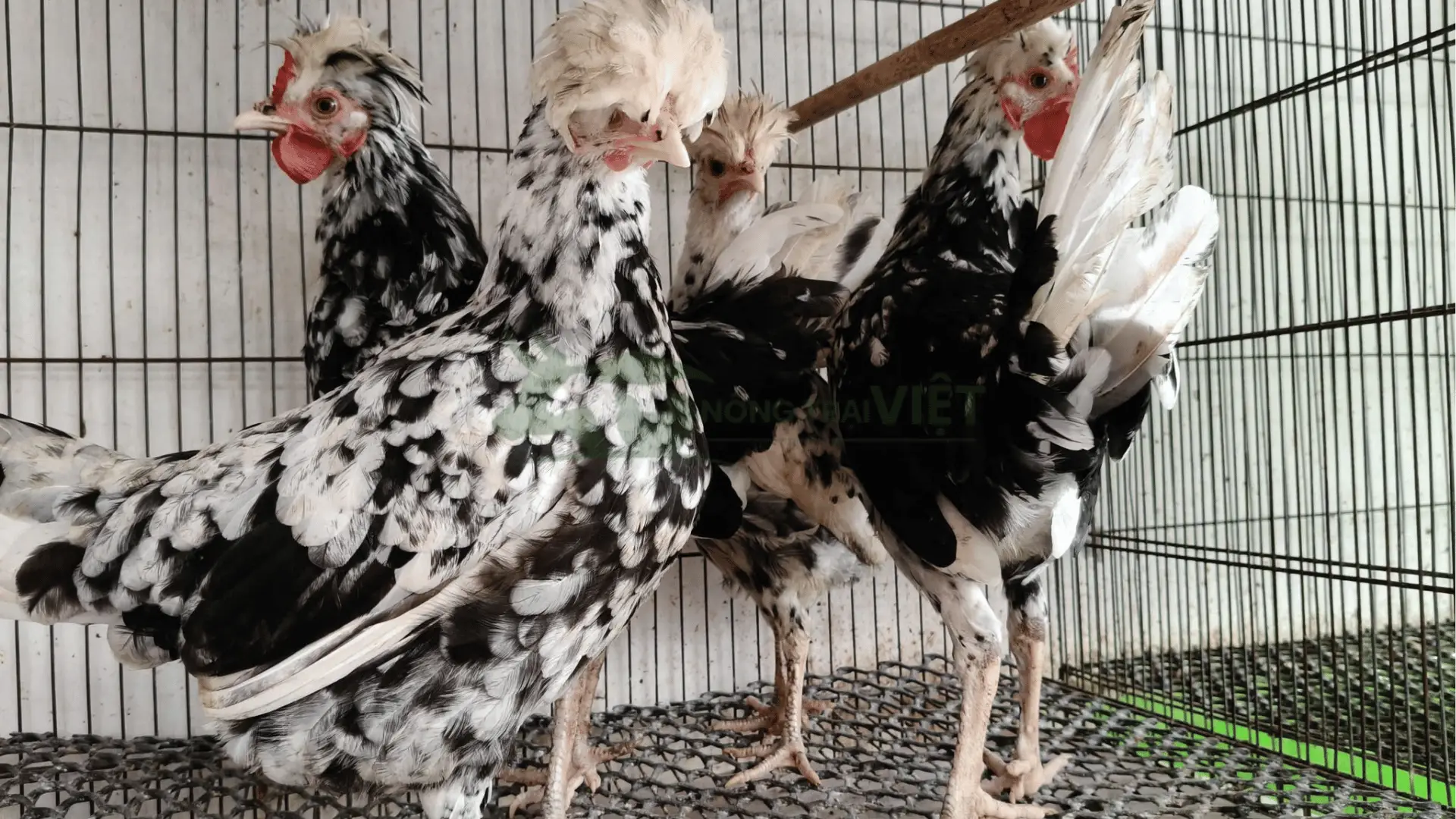 Trại gà quý phi tại Xã Mỹ Xương, Huyện Cao Lãnh, Tỉnh Đồng Tháp