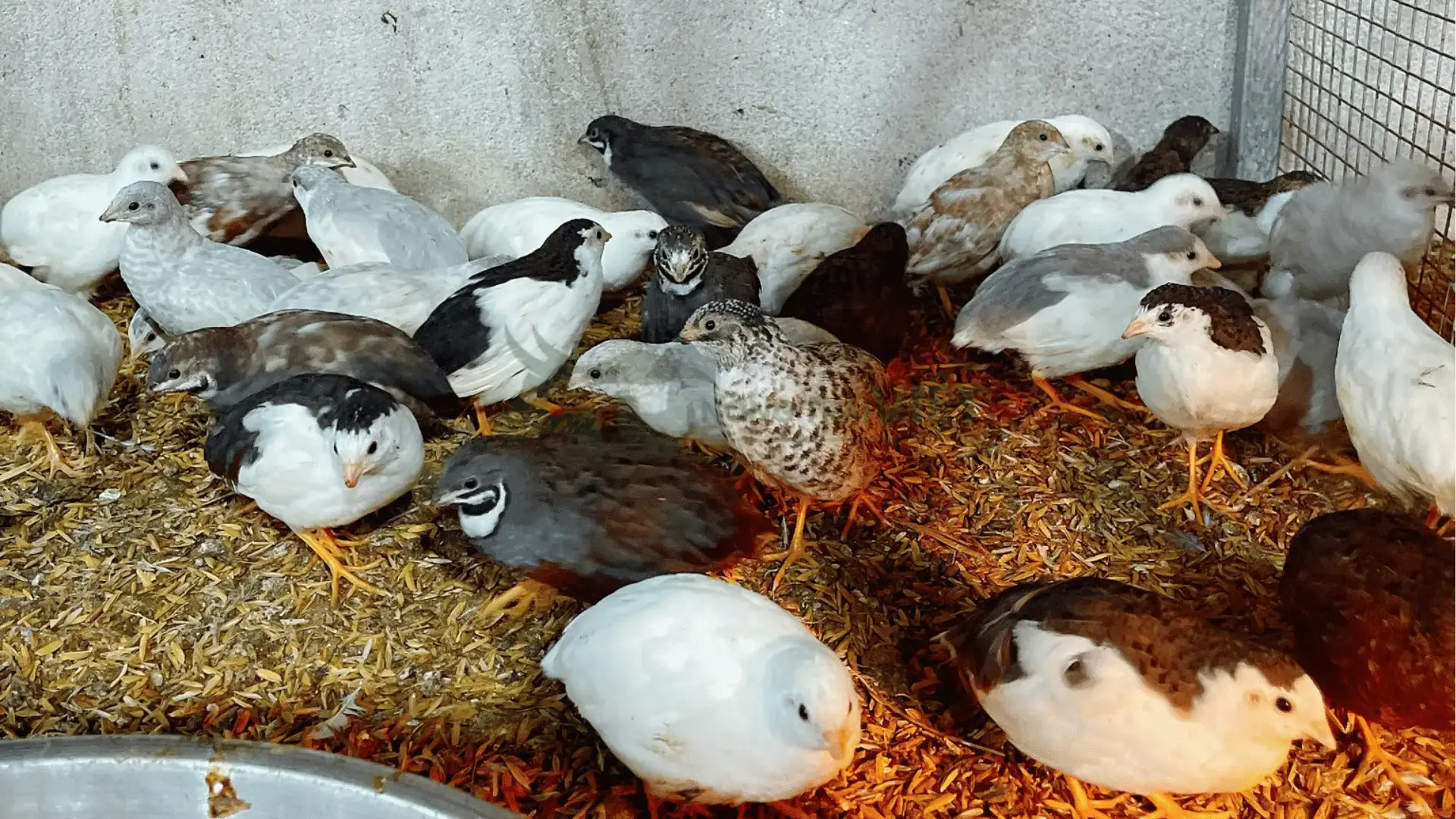 Trại gà rutin  tại Xã Thành Trung, Huyện Bình Tân, Tỉnh Vĩnh Long