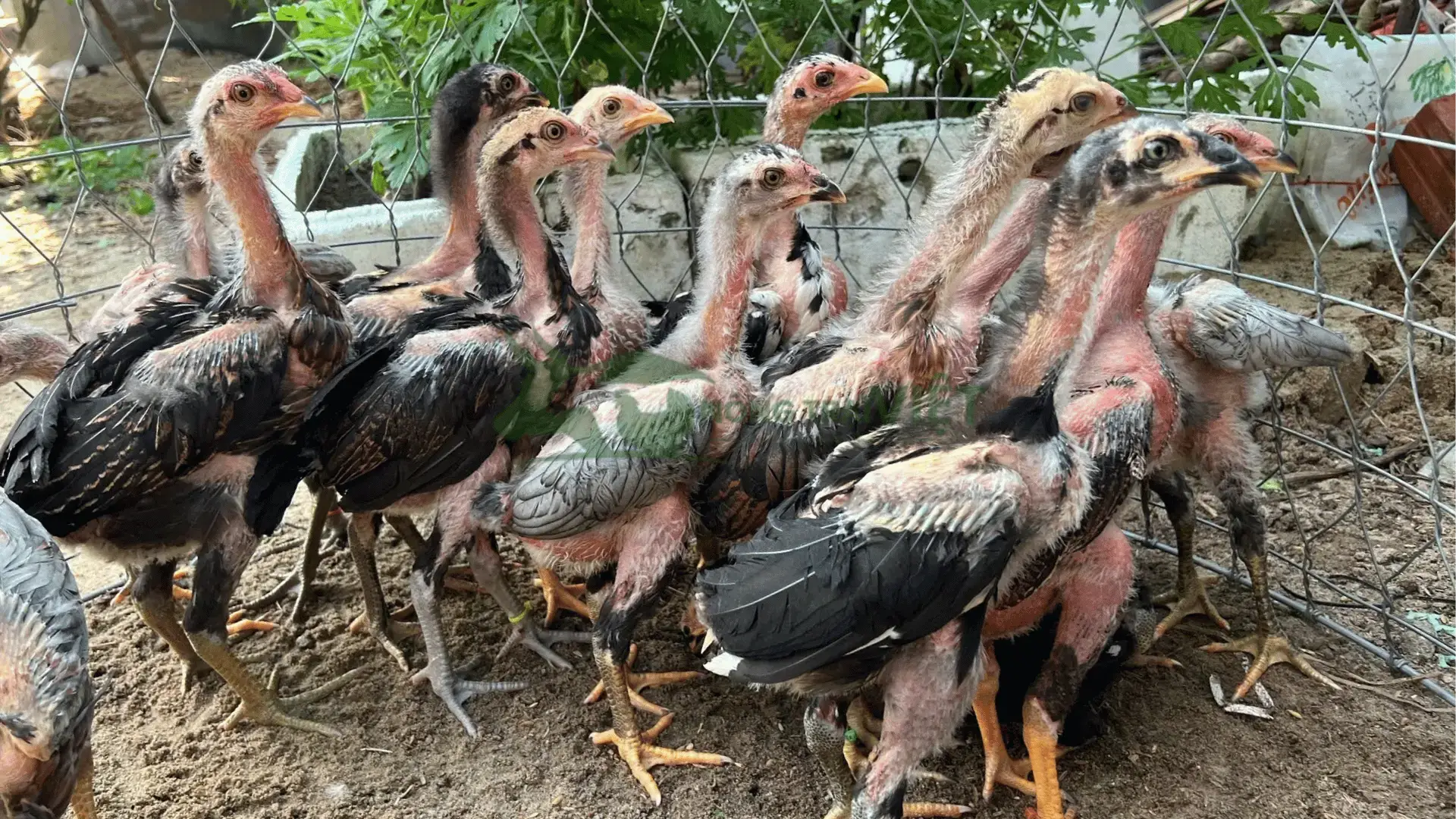 Trại gà nòi (gà đòn) giống tại Xã Thạnh Nhựt, Huyện Gò Công Tây, Tỉnh Tiền Giang