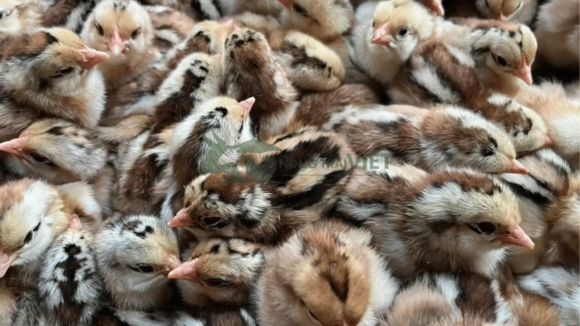 Trại gà chíp tàu giống tại Xã Nhơn Đức, Huyện Nhà Bè, Thành phố Hồ Chí Minh