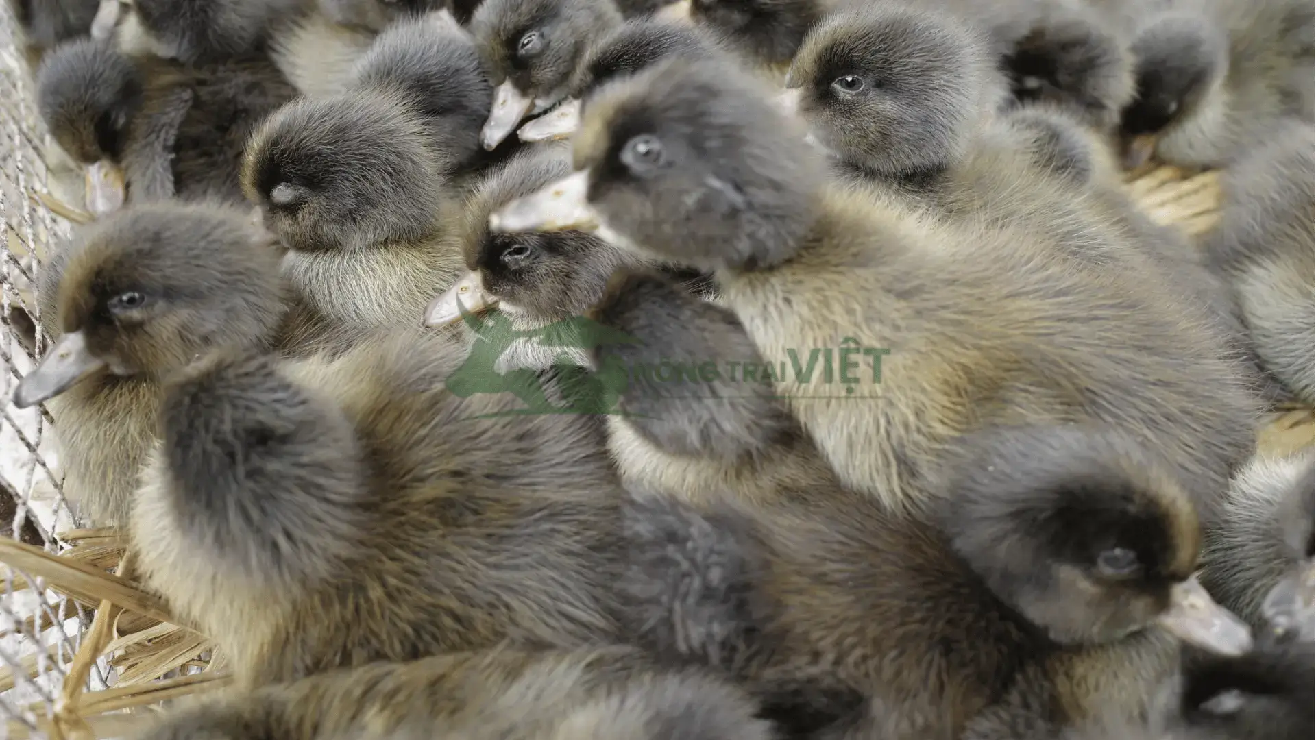 Trại ngan đen giống tại Phường Thảo Điền