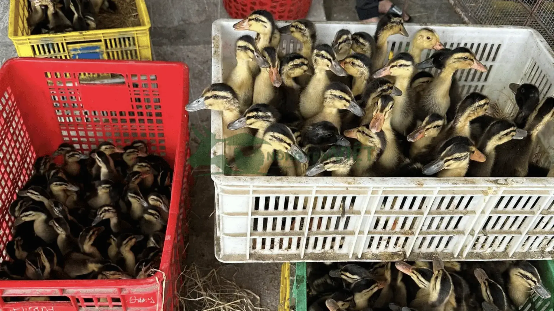 Trại vịt bầu 4 chấm giống tại Tỉnh An Giang