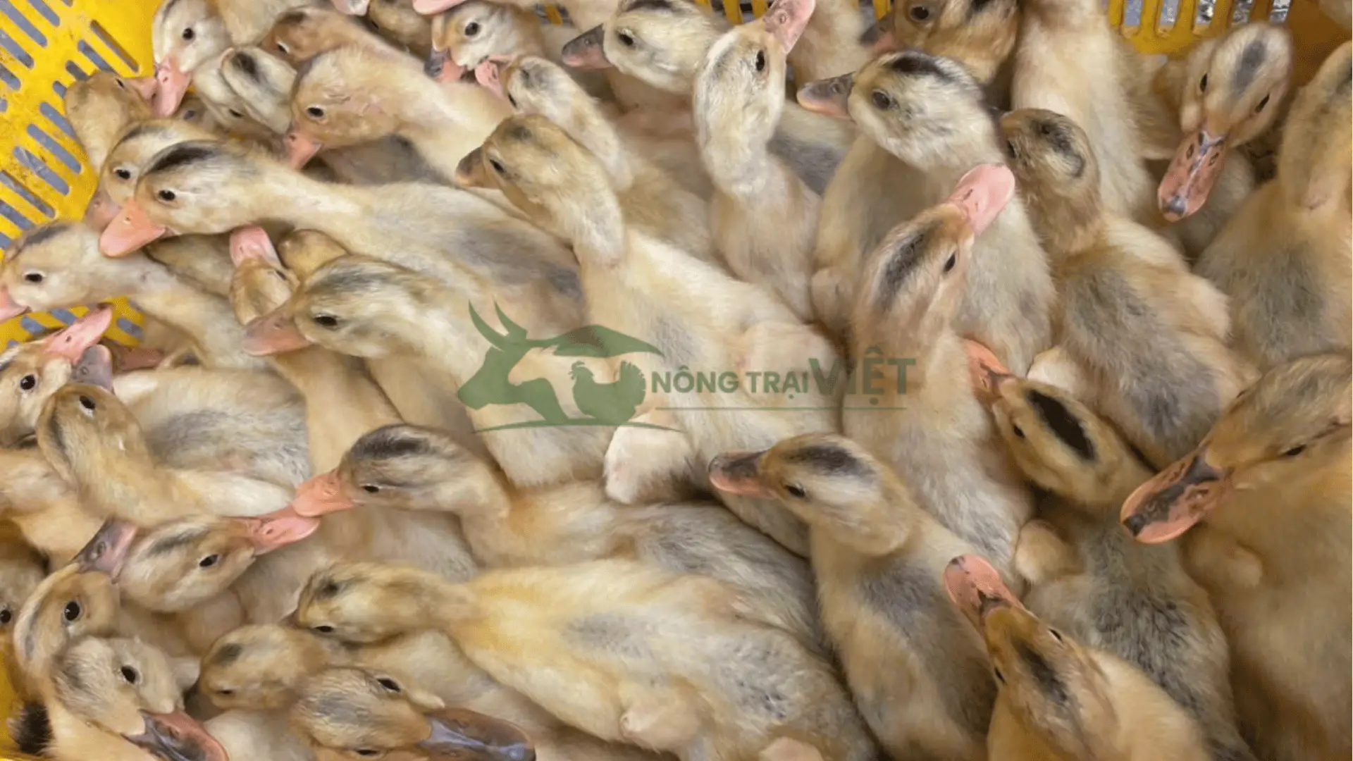 Trại vịt bầu cổ xanh giống tại Xã Tam Thuấn, Huyện Phúc Thọ, Thành phố Hà Nội