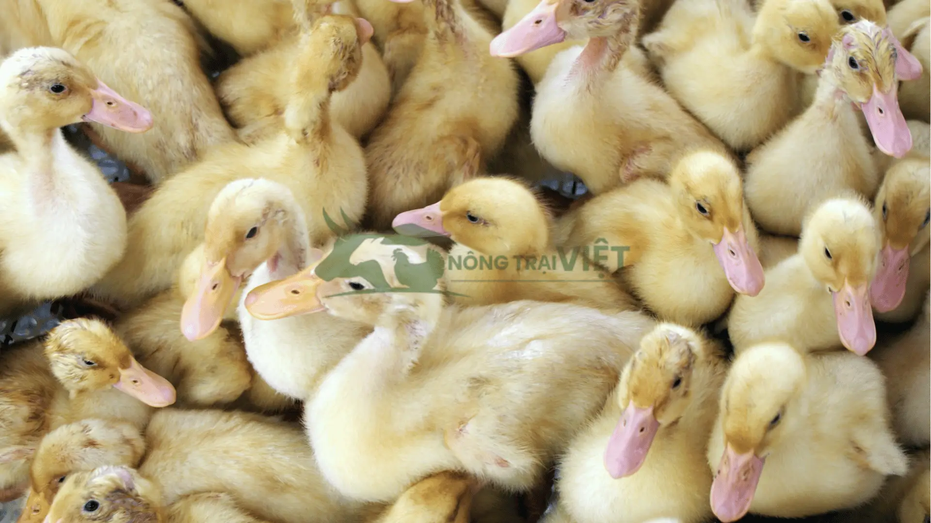 Trại vịt bầu lai giống