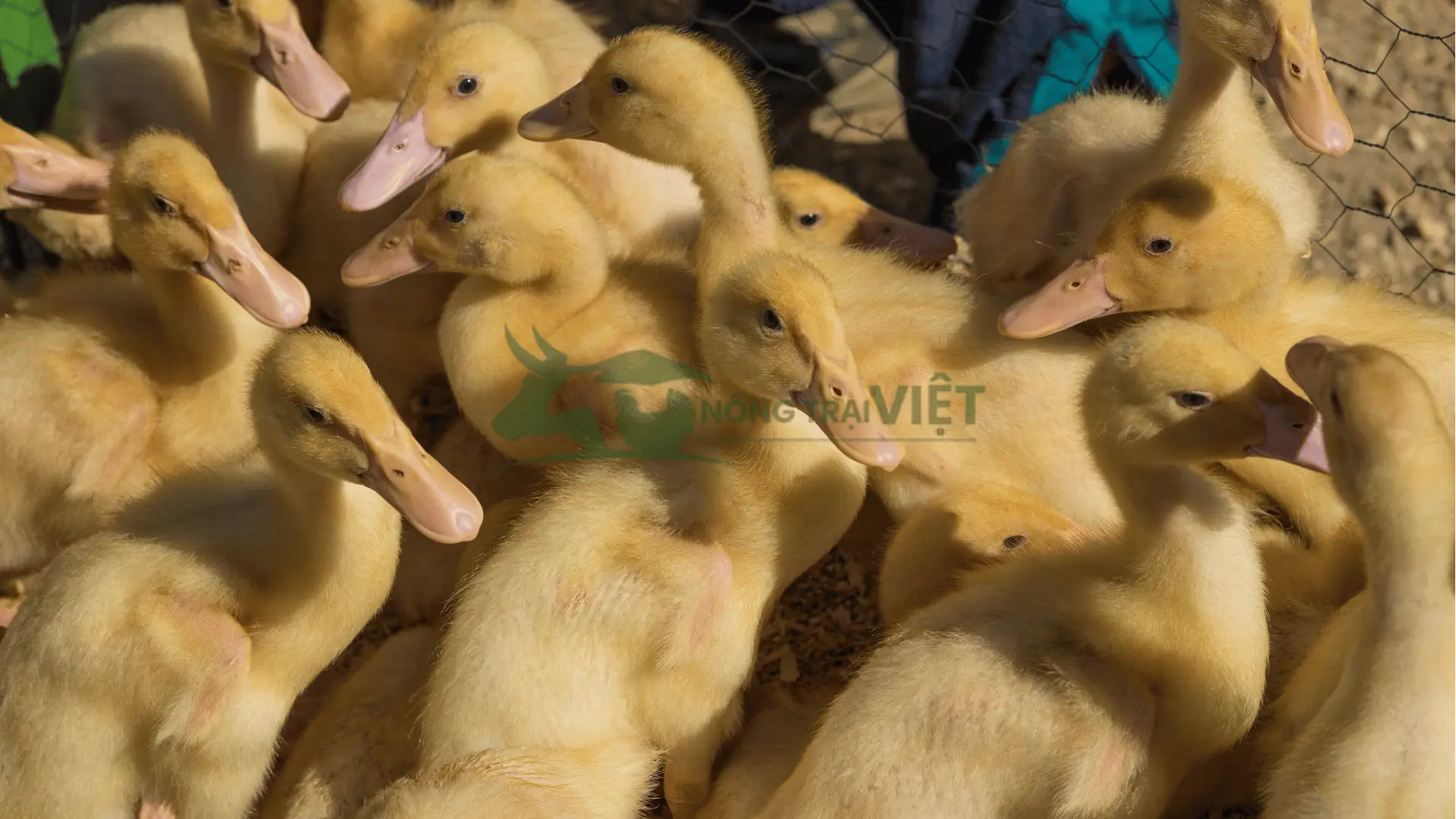 Trại vịt bơ lai giống