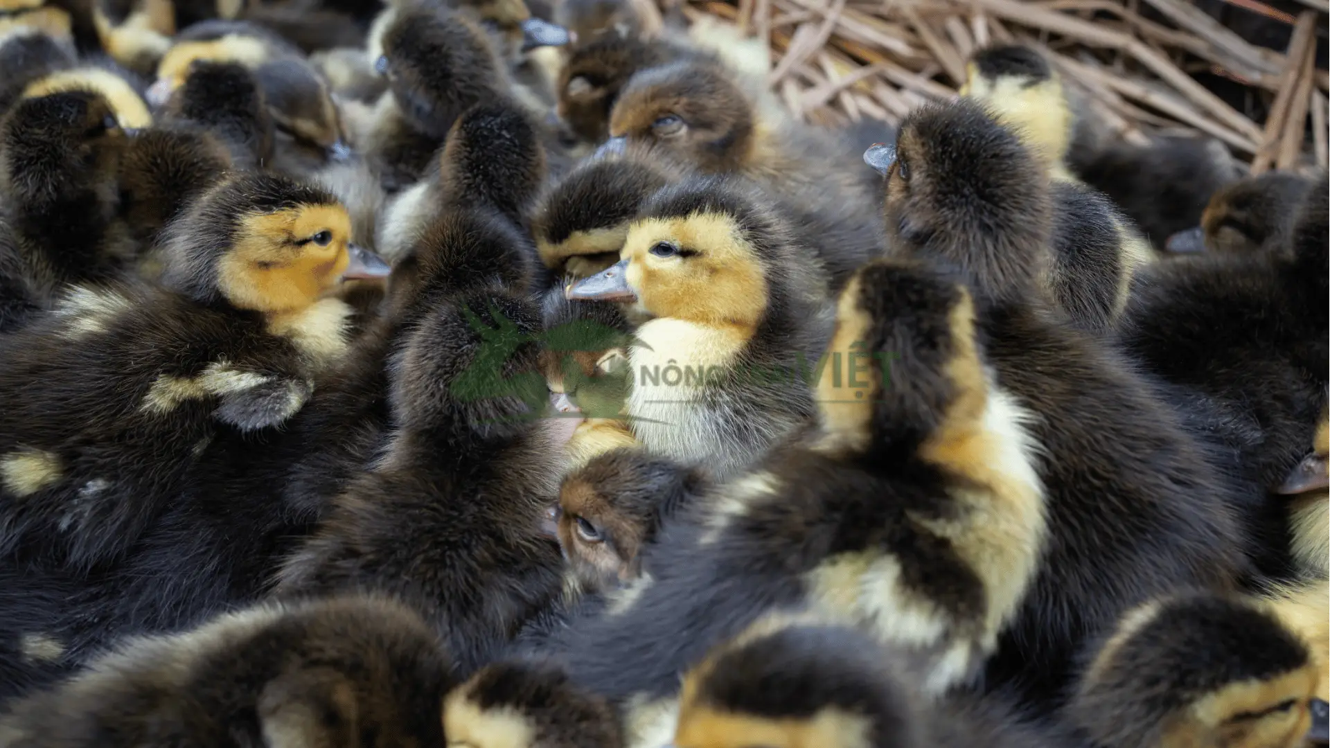 Trại vịt trời giống tại Xã Phúc Thuận