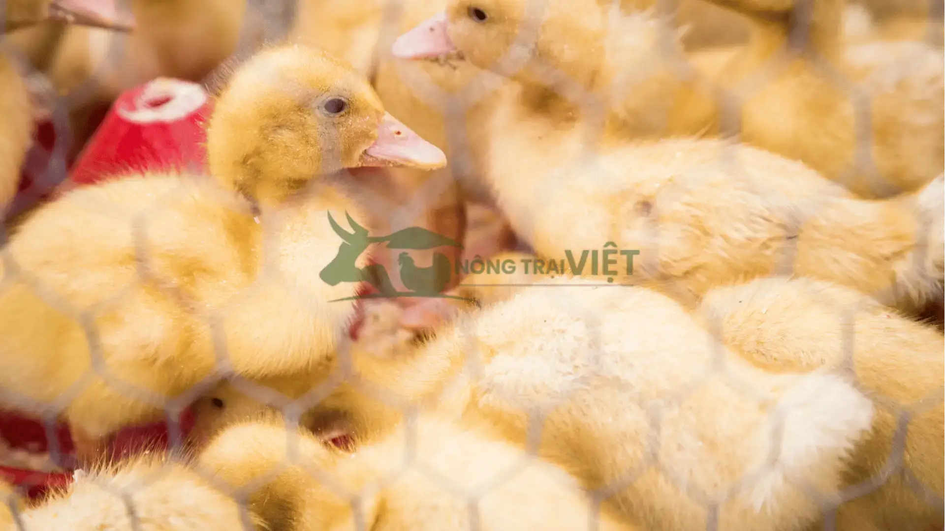 Trại vịt siêu đẻ giống tại Phường Quang Trung