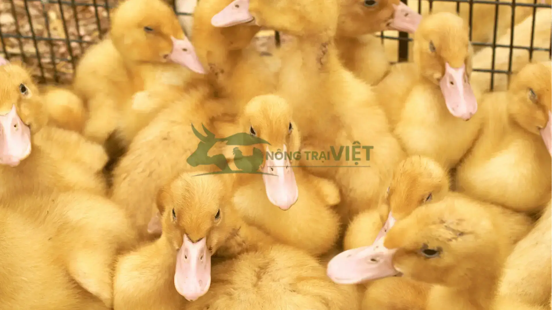 Trại vịt cherry giống tại Xã Tân Nghĩa, Huyện Cao Lãnh, Tỉnh Đồng Tháp