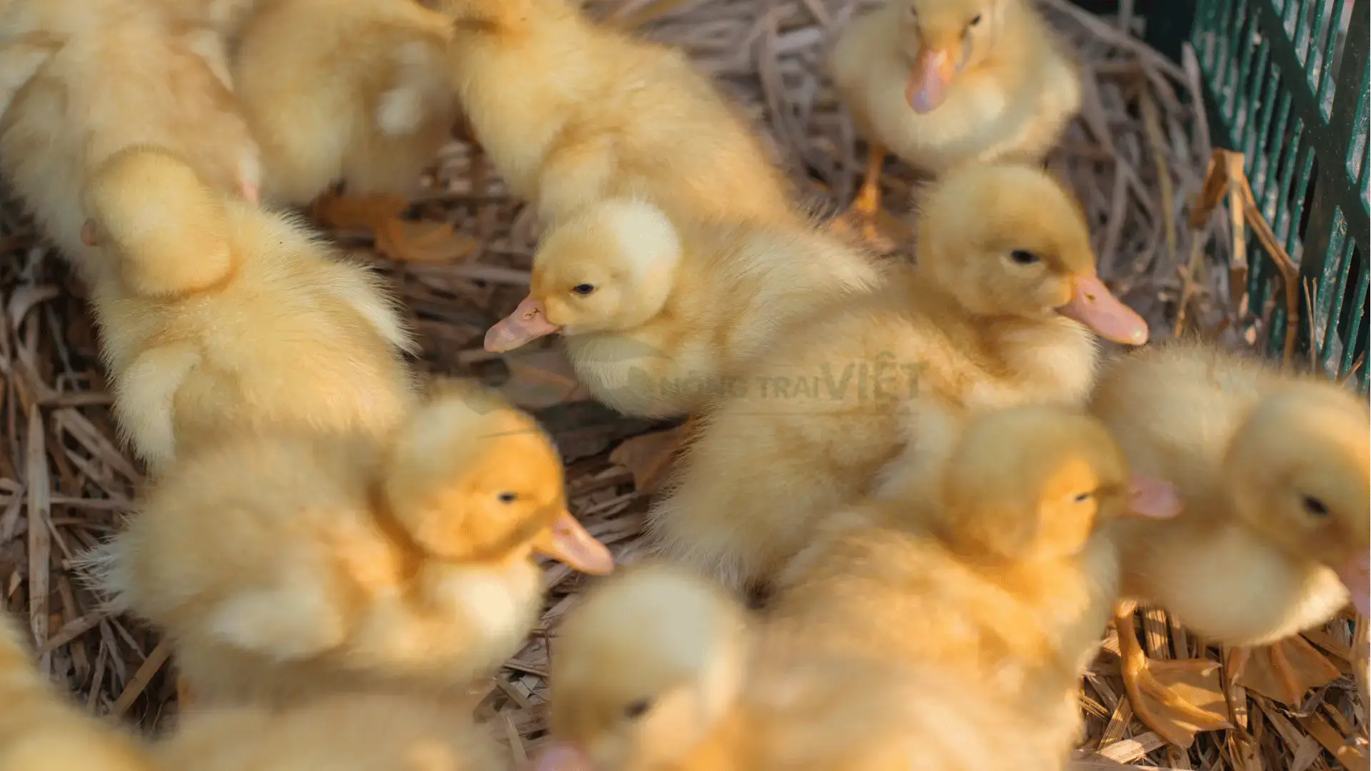 Trại vịt anh đào giống tại Xã Phú Mỹ, Huyện Mỹ Tú, Tỉnh Sóc Trăng