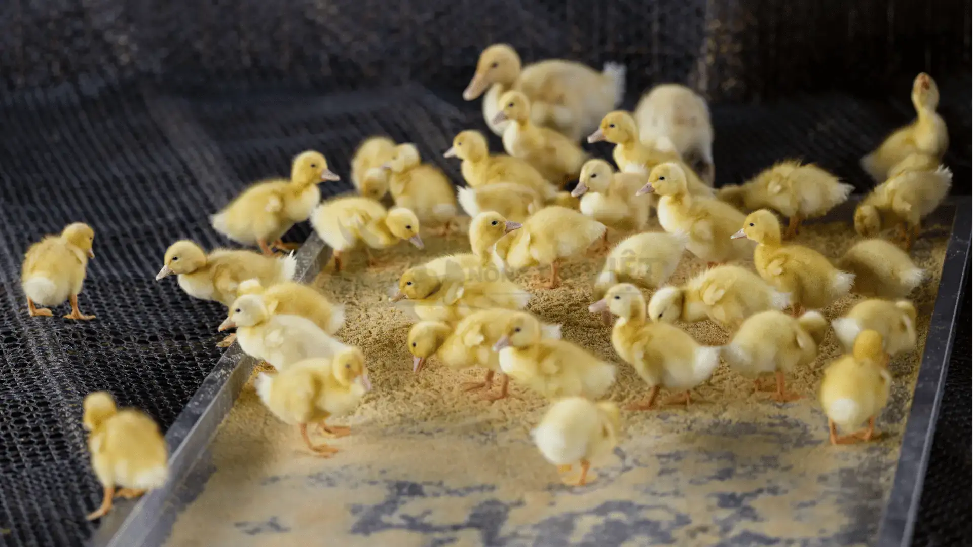 Trại ngan Pháp trắng giống tại Xã Tế Nông, Huyện Nông Cống, Tỉnh Thanh Hóa