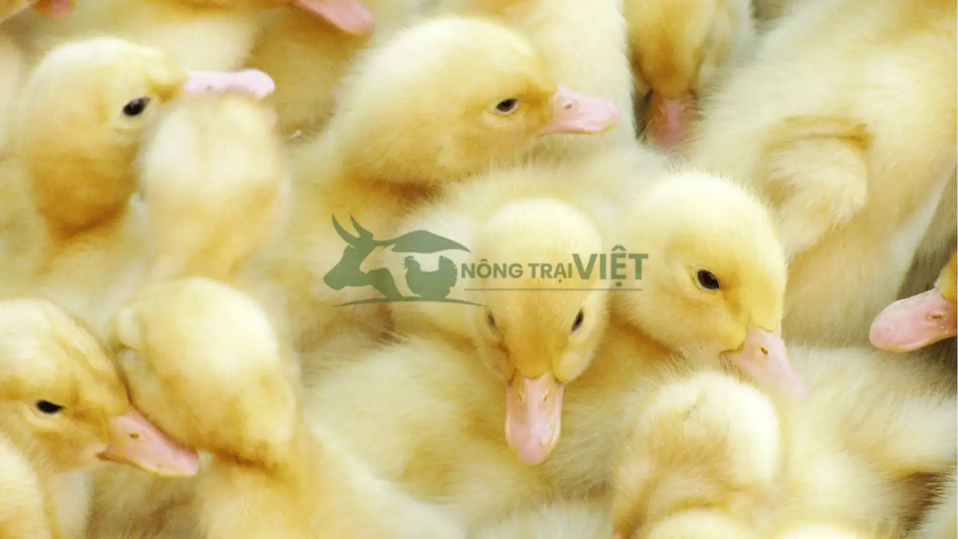 Trại vịt bầu cánh trắng giống tại Xã Đồng Tiến, Huyện Cô Tô, Tỉnh Quảng Ninh