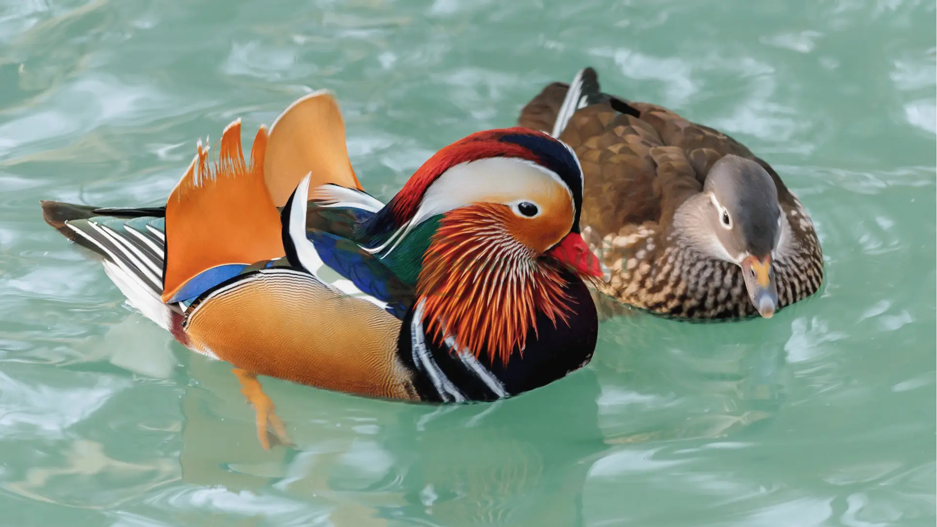 Trại vịt uyên ương tại Xã Tuyết Nghĩa, Huyện Quốc Oai, Thành phố Hà Nội