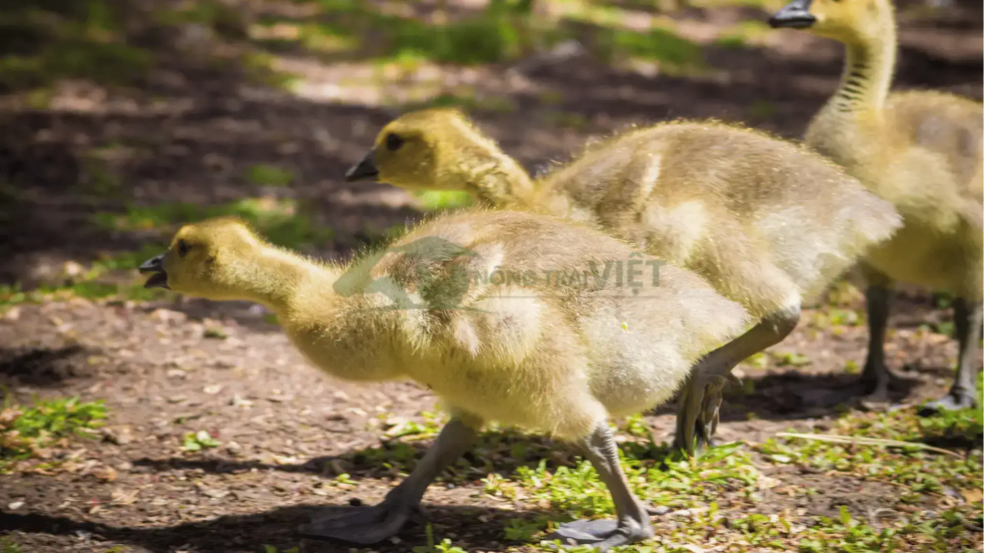 Trại ngỗng sư tử thuần giống