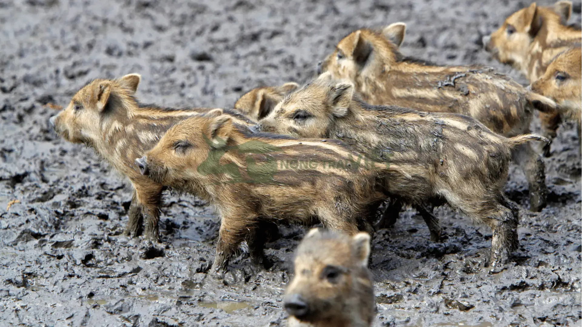 Trại heo rừng giống tại Xã Ba Vì, Huyện Ba Tơ, Tỉnh Quảng Ngãi