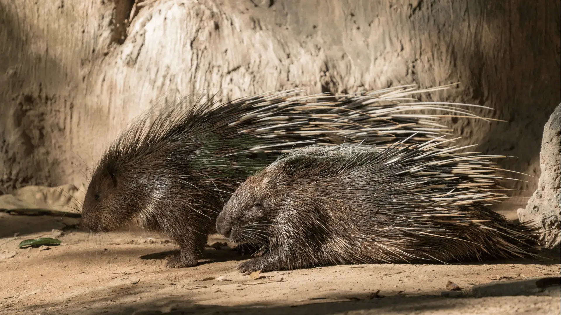 Trại nhím giống tại Xã Đức Vân, Huyện Ngân Sơn, Tỉnh Bắc Kạn