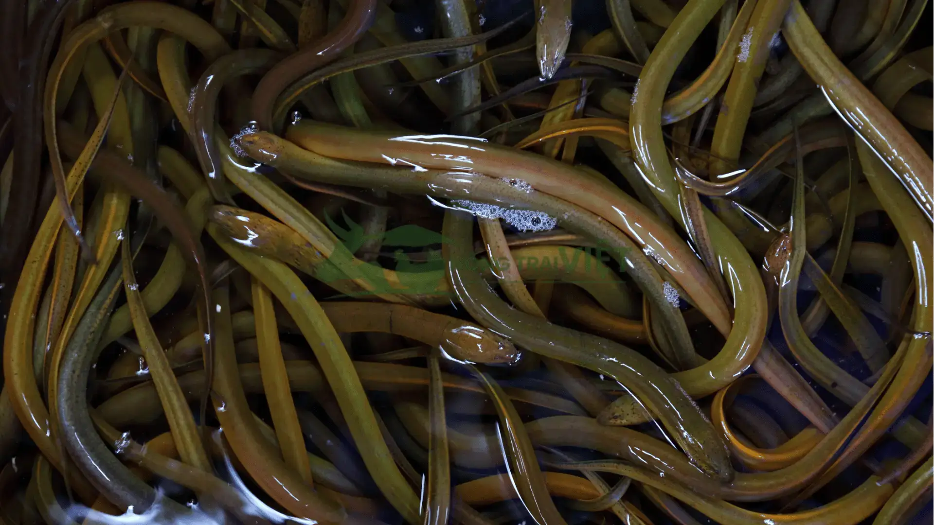 Trại lươn giống tại Xã Tân Long, Huyện Phụng Hiệp, Tỉnh Hậu Giang