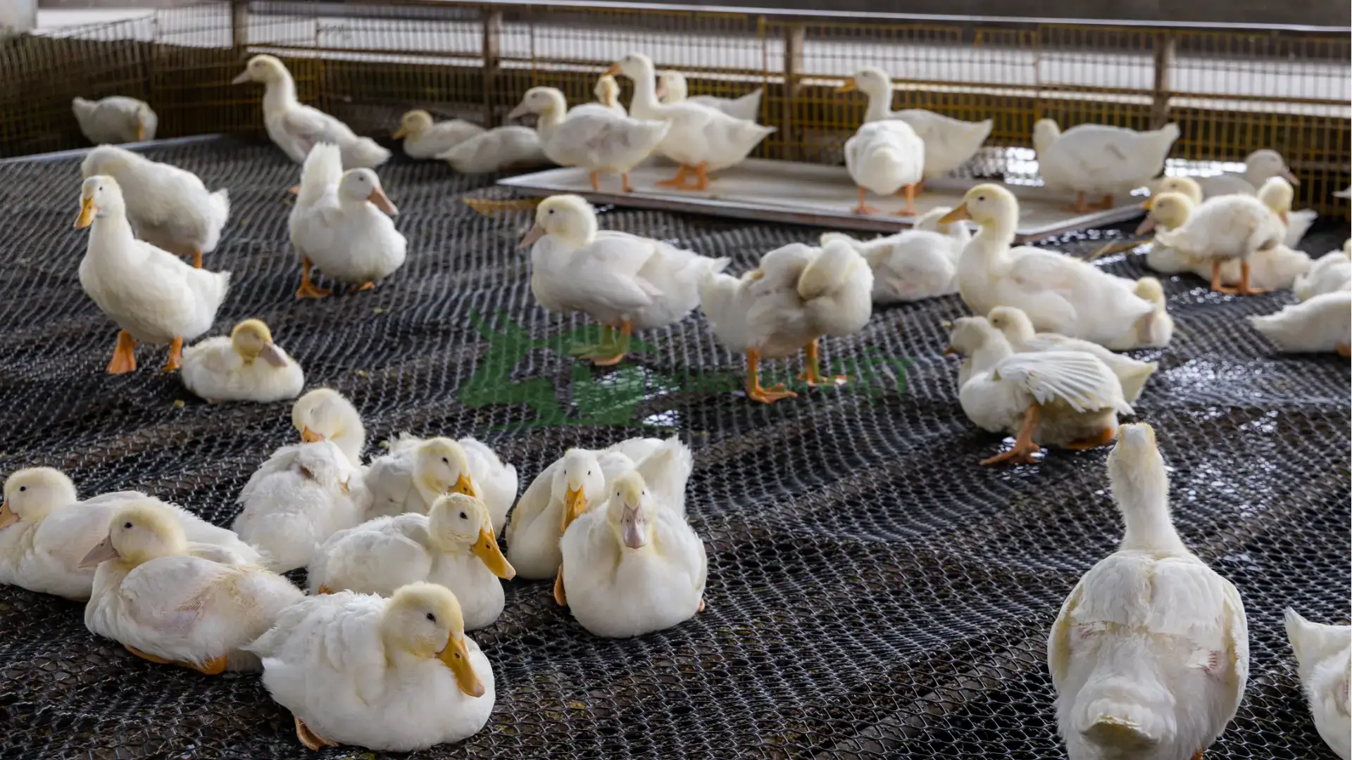 Trại vịt Grimaud giống tại Xã Nghĩa Thắng, Huyện Tư Nghĩa, Tỉnh Quảng Ngãi