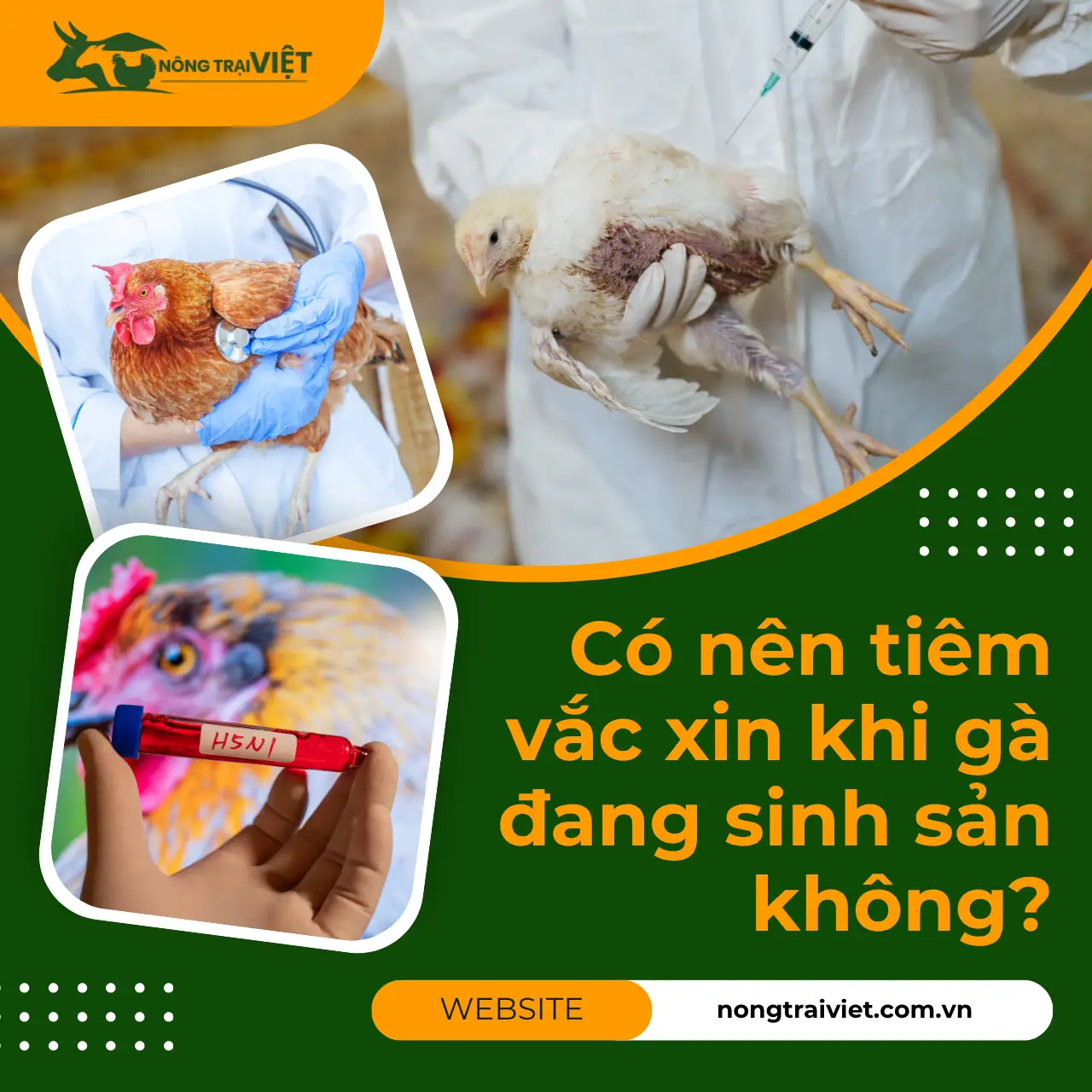 Có nên tiêm vắc xin khi gà đang sinh sản không?
