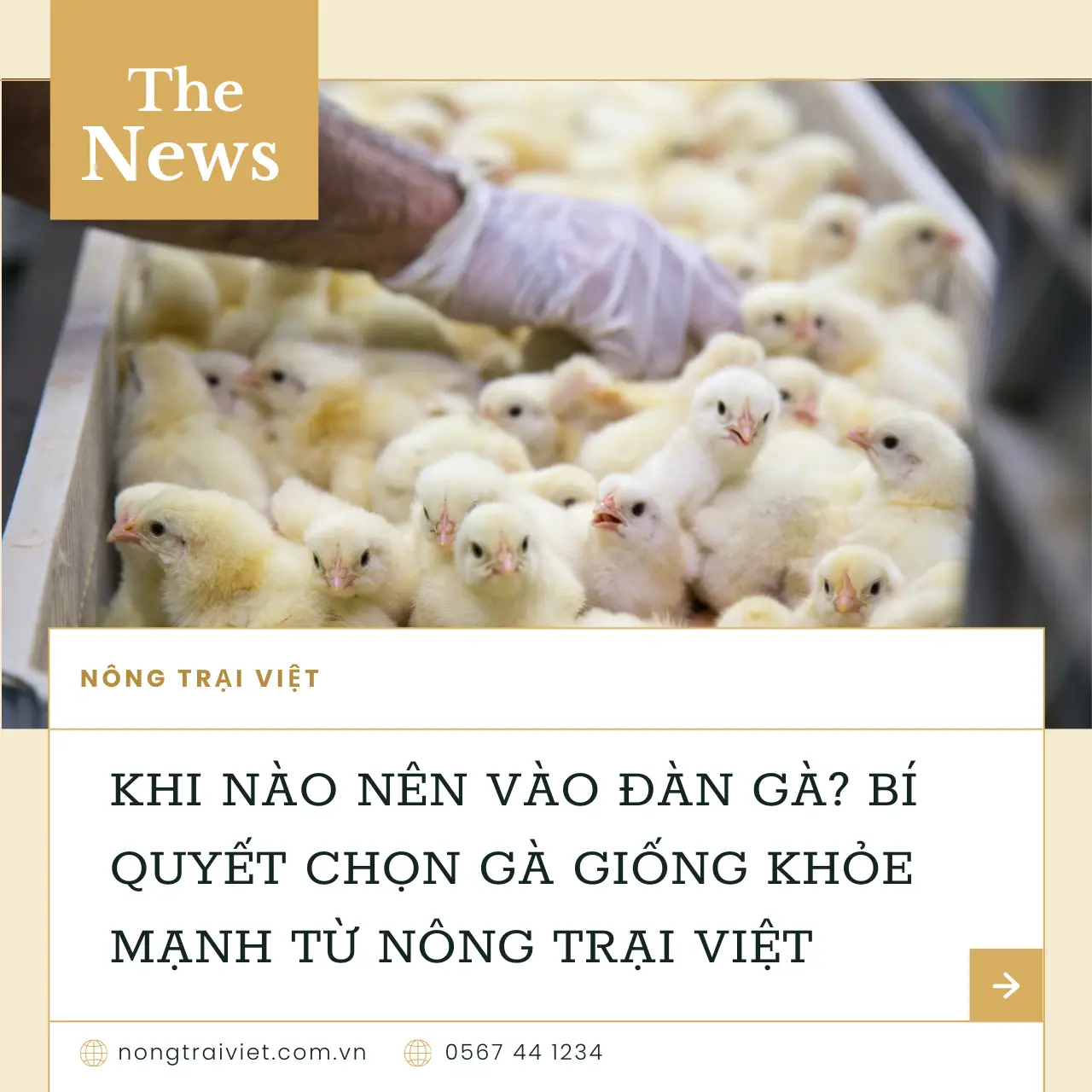 Nên vào đàn gà khi nào? Bí quyết chọn giống gà phù hợp - Nông Trại Việt