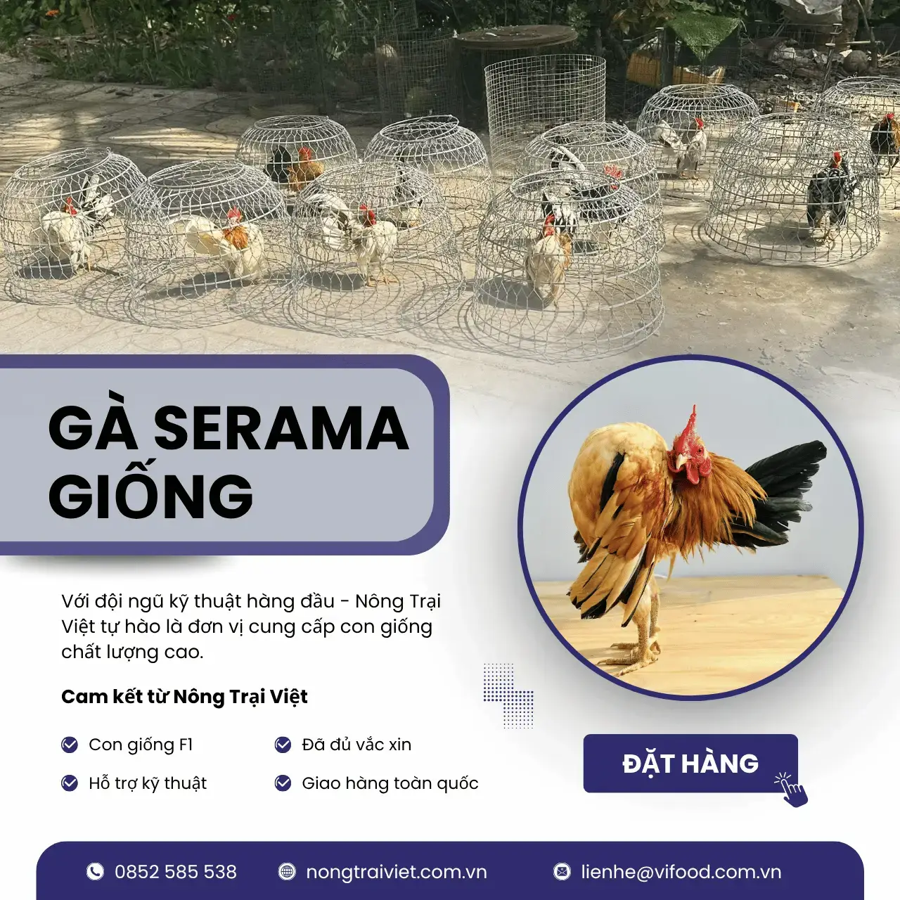 Trại Gà Serama Phường Bến Thành