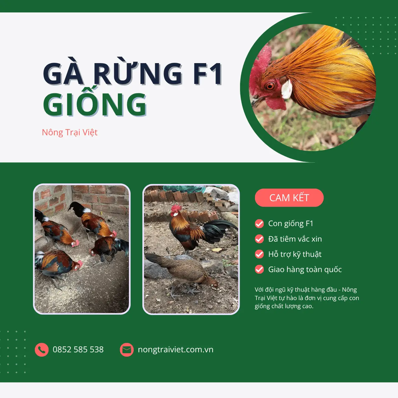 Trại Bán Gà Rừng Giống Phường Cầu Ông Lãnh