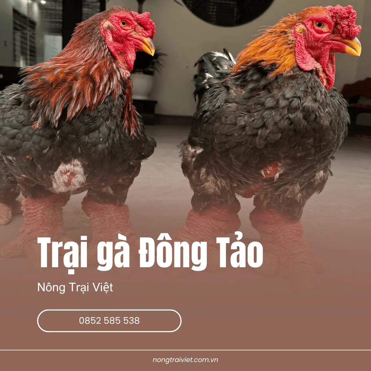 Trại Gà Đông Tảo Phường Cầu Ông Lãnh