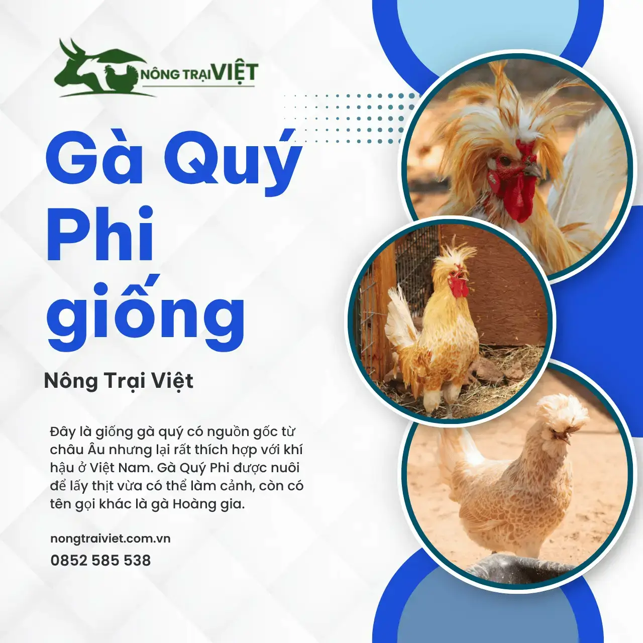 Trại Gà Quý Phi Giống Phường Bàn Cờ