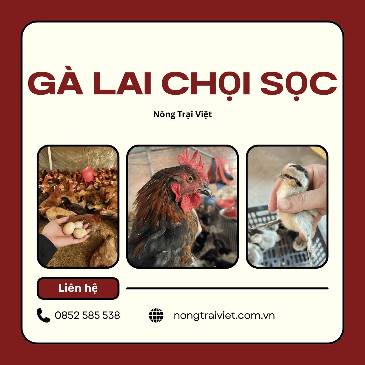 Trại Gà Giống Lai Chọi Sọc Phường Xuân Hòa TPHCM