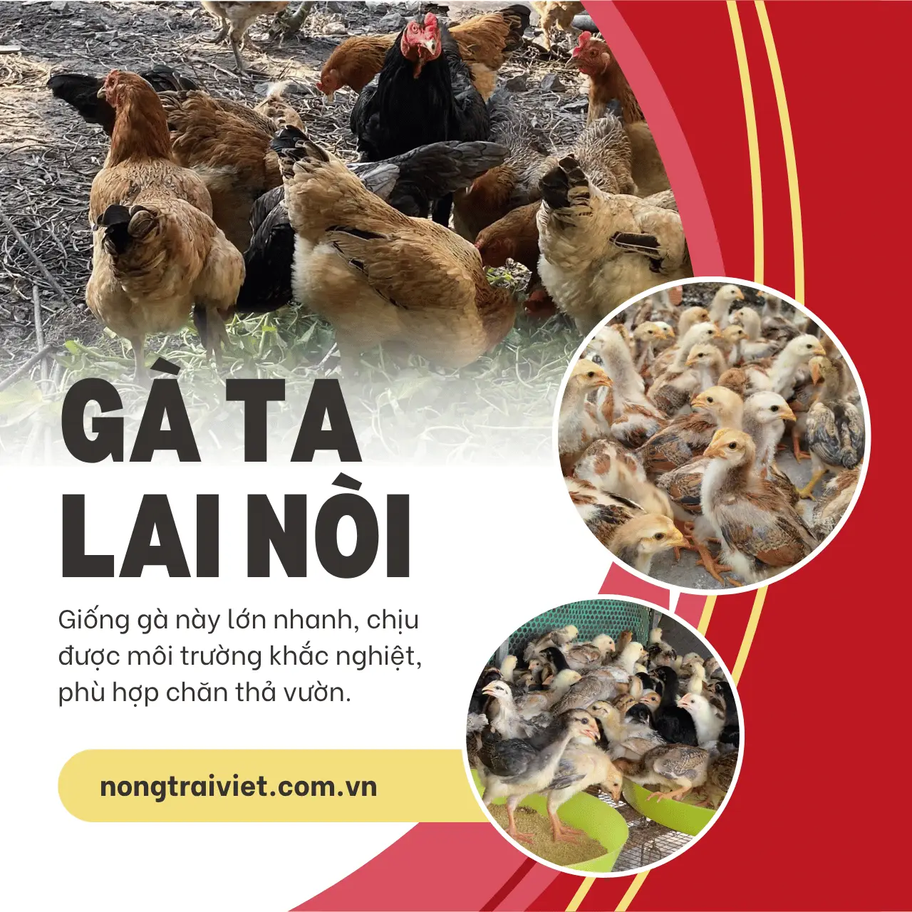 Trại Gà Ta Lai Nòi Giống Phường Khánh Hội Thành Phố Hồ Chí Minh