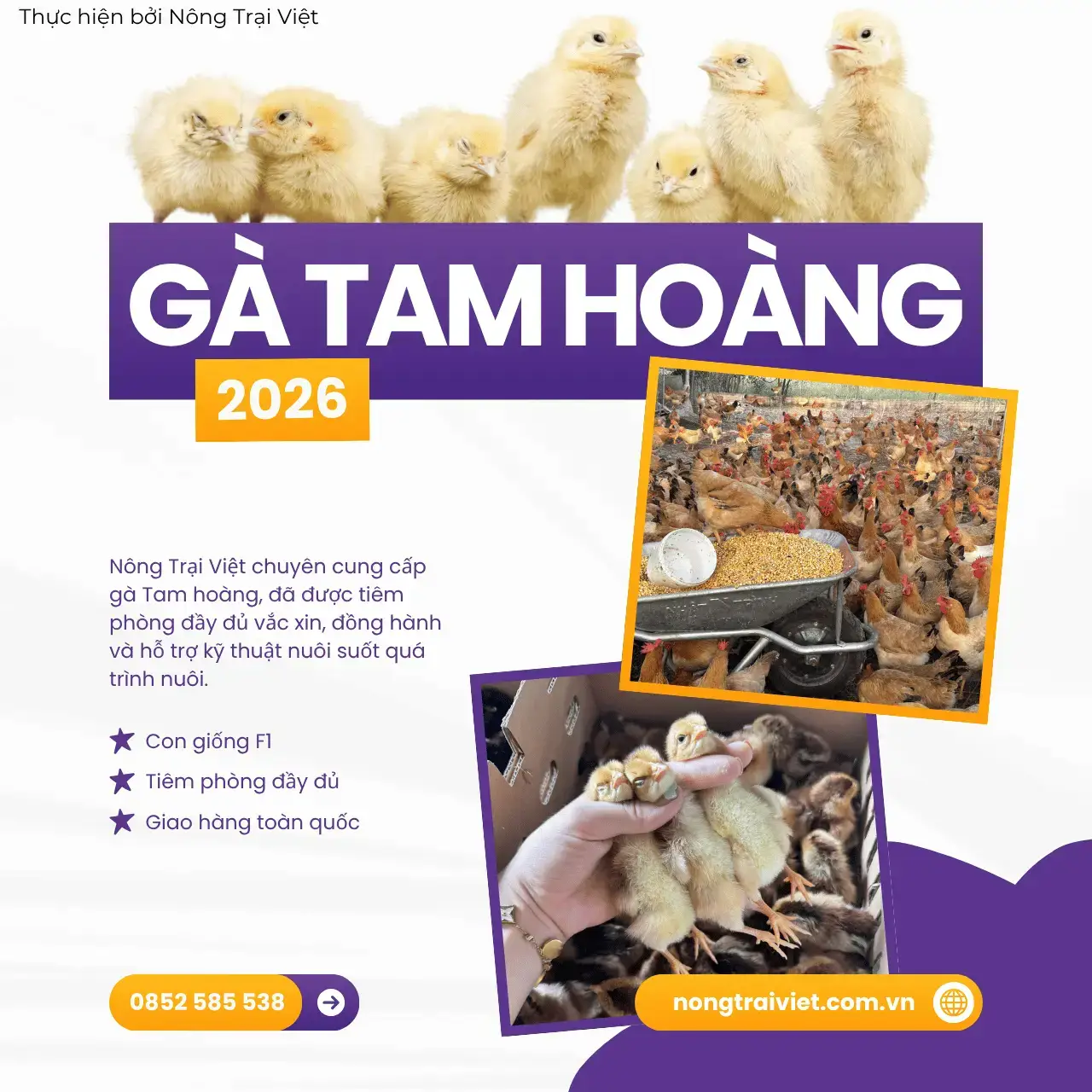 Trại Gà Tam Hoàng Giống Chuẩn "Ba Vàng" Phường Chợ Lớn Thành Phố Hồ Chí Minh