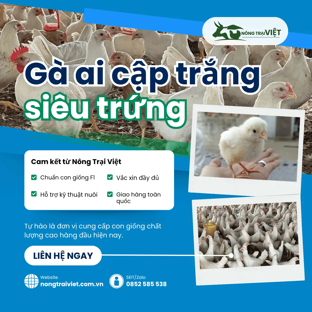 Trại Gà Ai Cập Trắng Giống Năng Suất 300 Trứng/Năm Phường Bình Tây Thành Phố Hồ Chí Minh