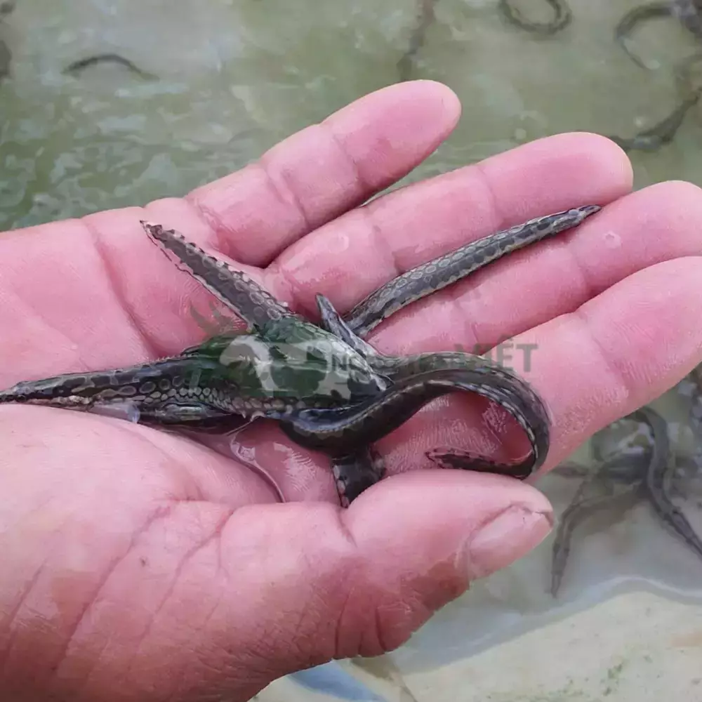 Cá chạch lấu giống