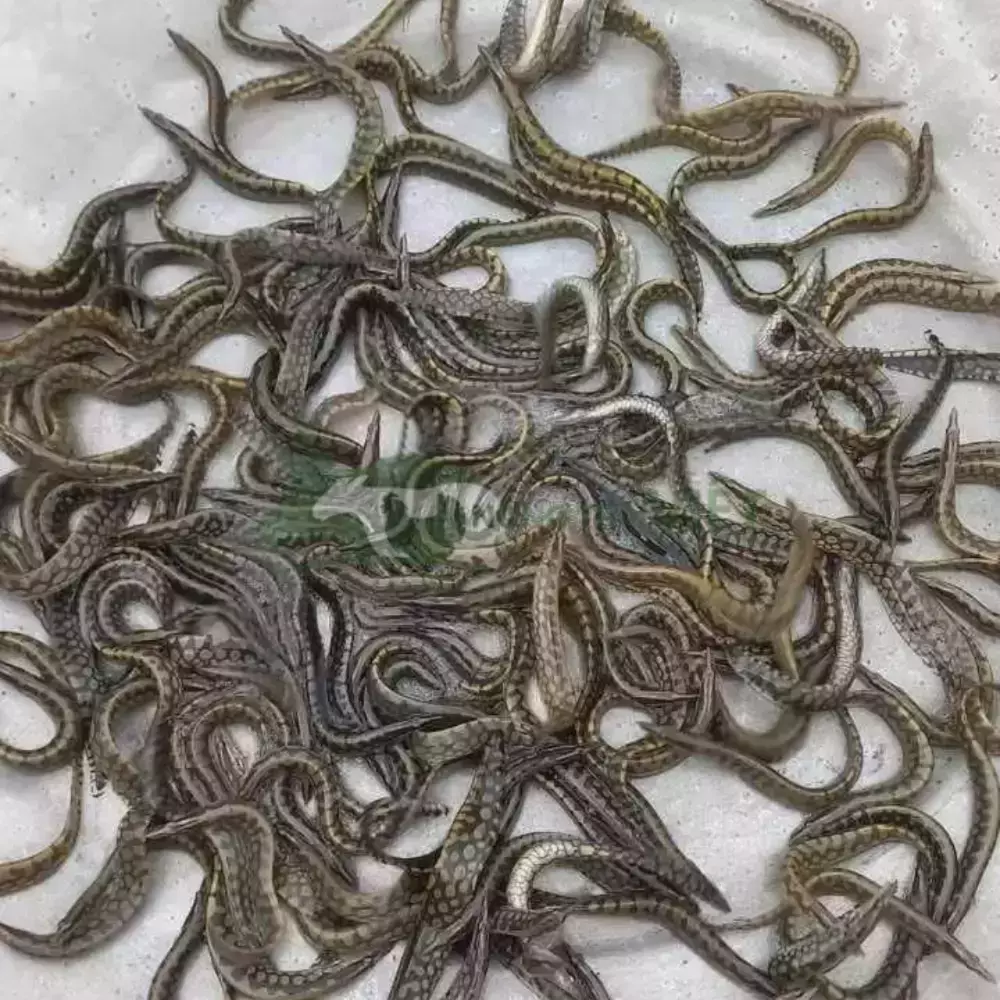 Cá chạch lấu giống