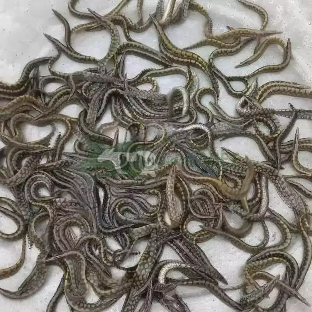 Cá chạch lấu giống