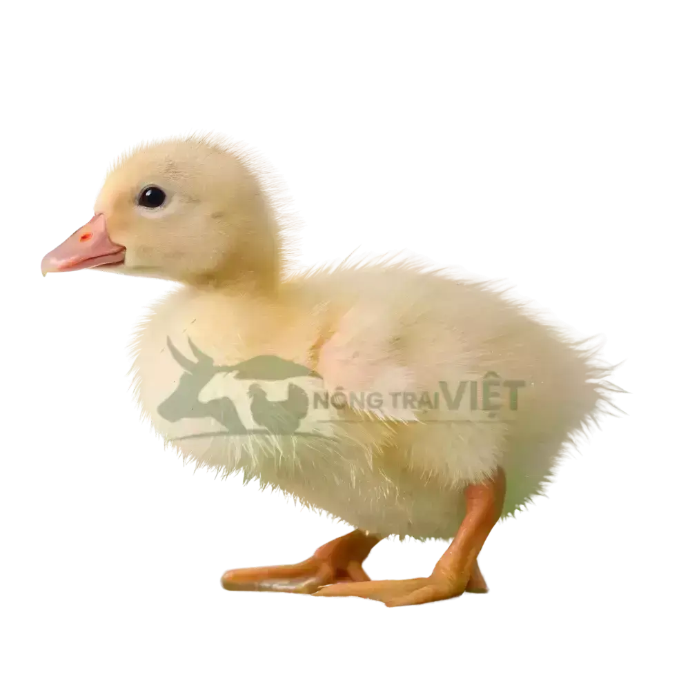 Vịt siêu thịt (Vịt bơ)