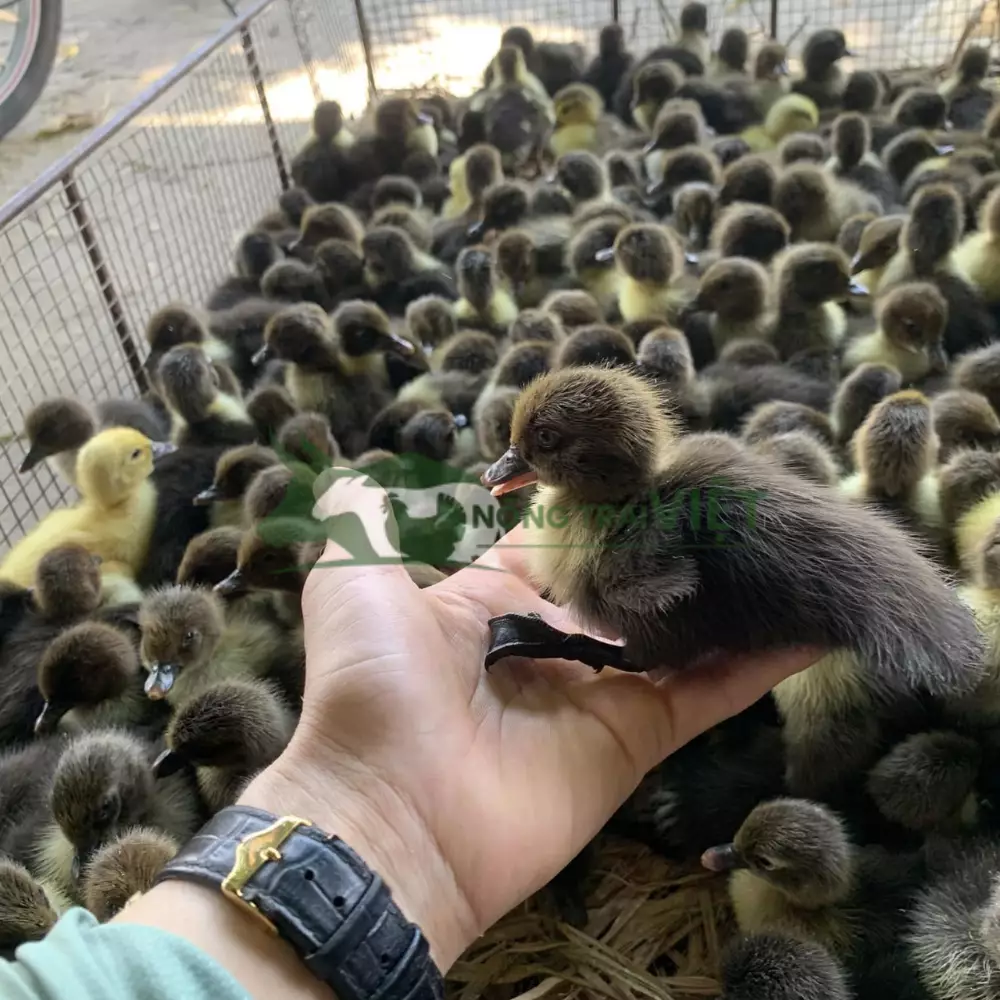 Vịt xiêm lai Pháp