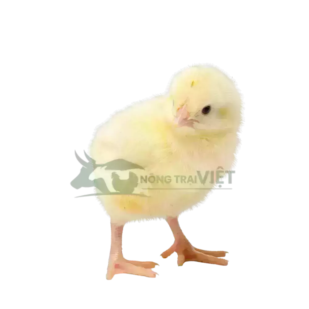 Gà tàu vàng giống