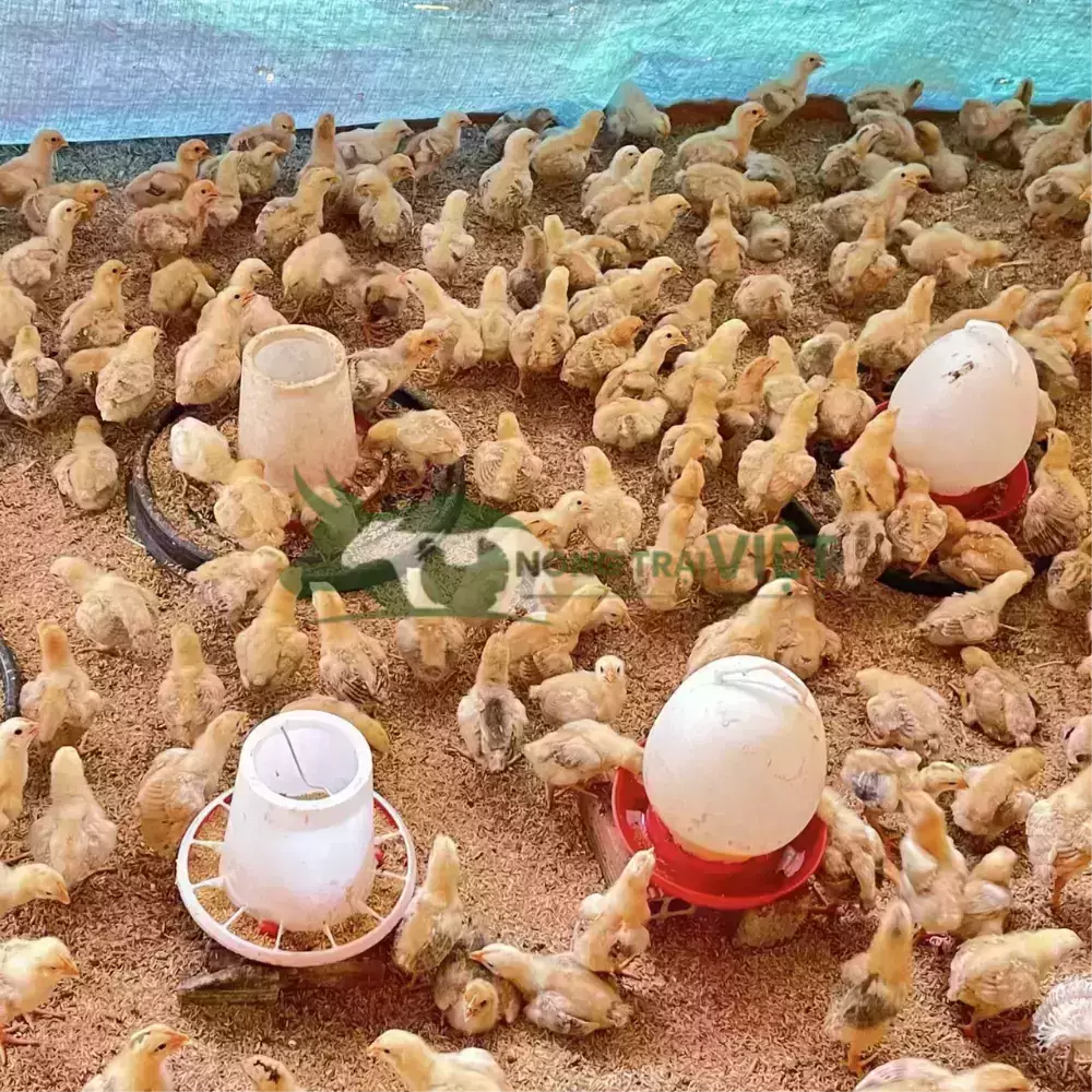 Gà tàu vàng giống