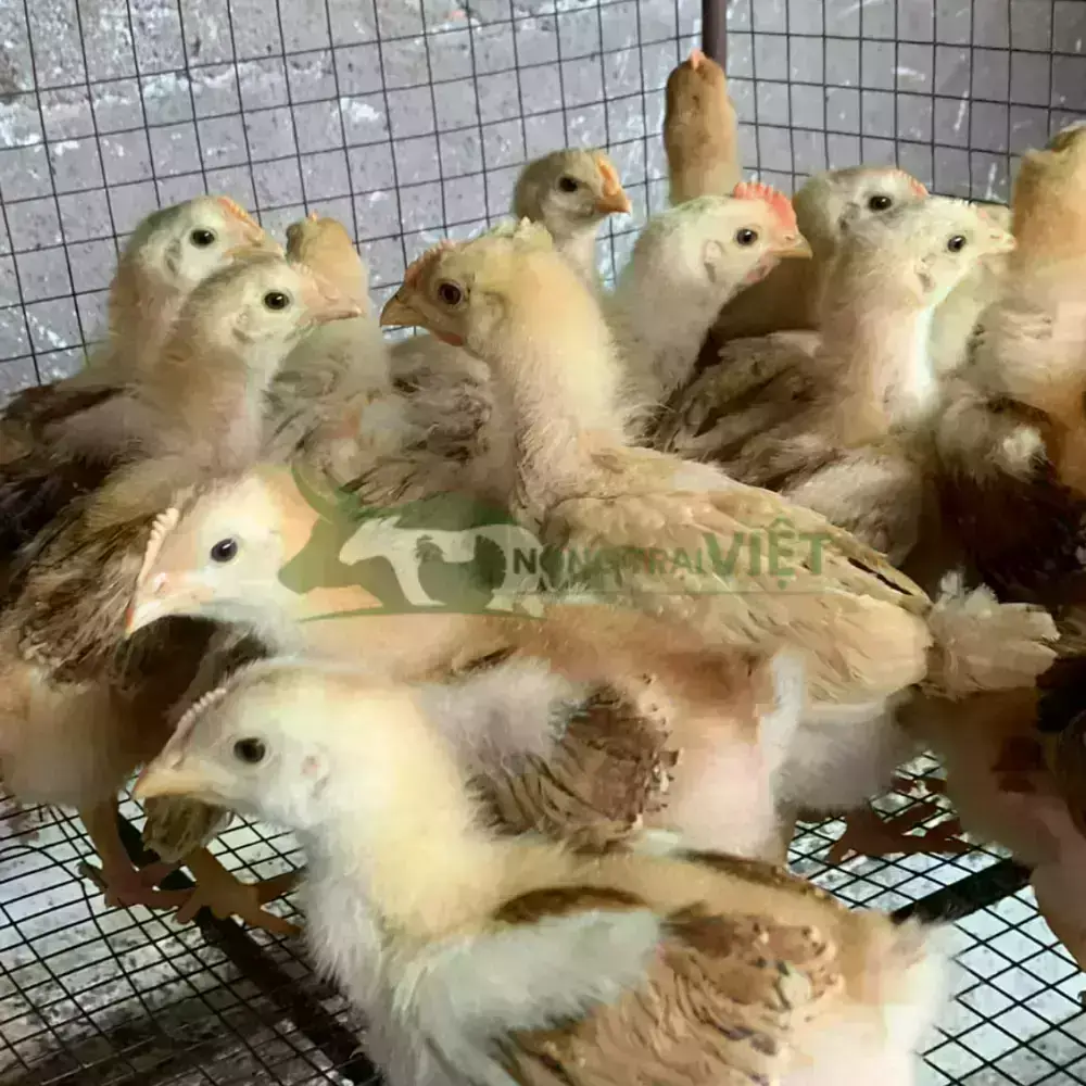 Gà tàu vàng giống