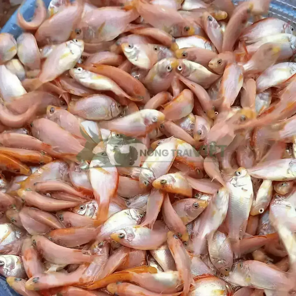 Cá diêu hồng