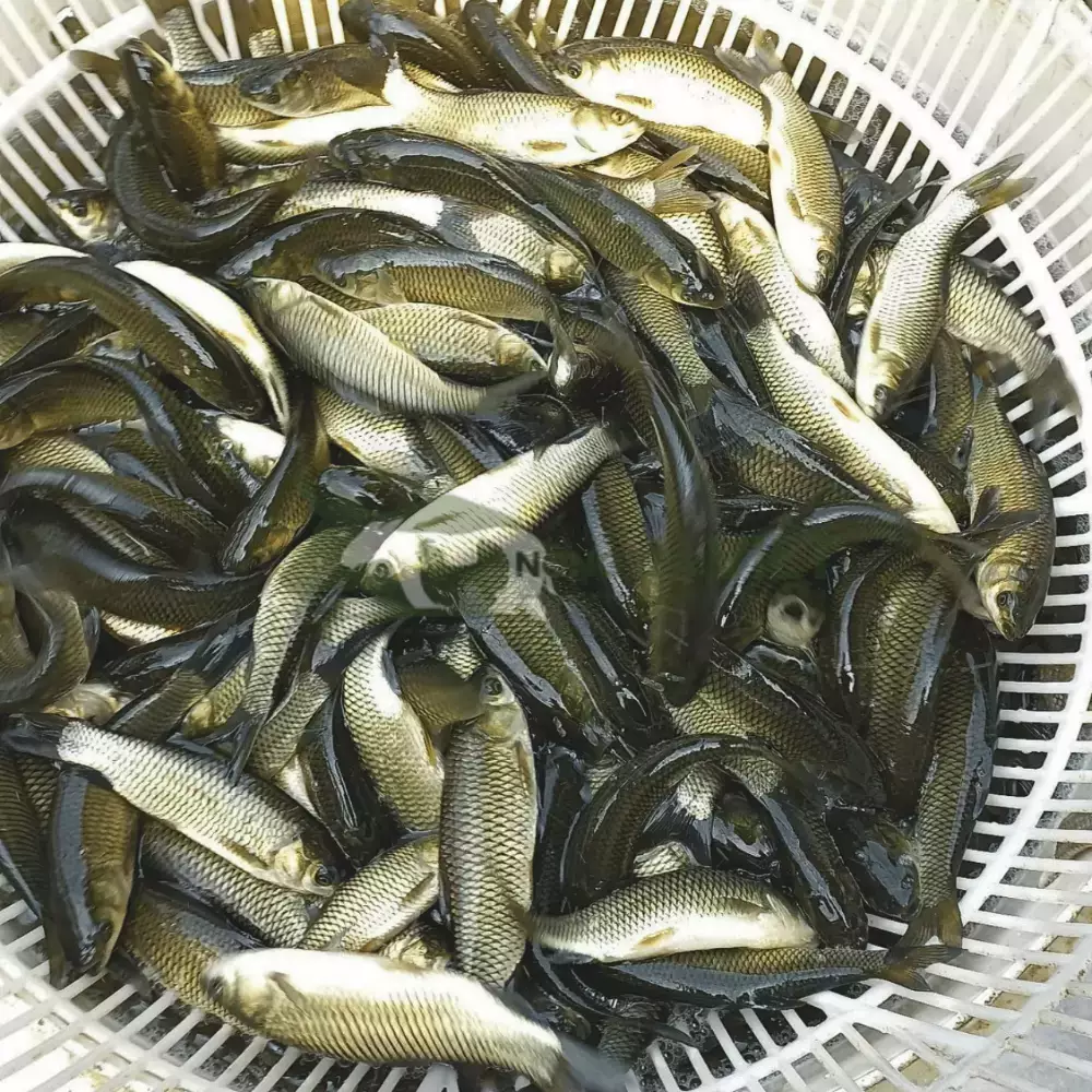 Cá trắm cỏ giống