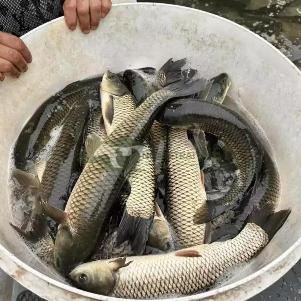 Cá trắm cỏ giống