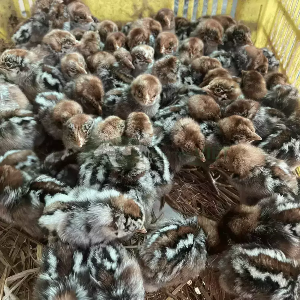 Gà Ai Cập Vằn giống