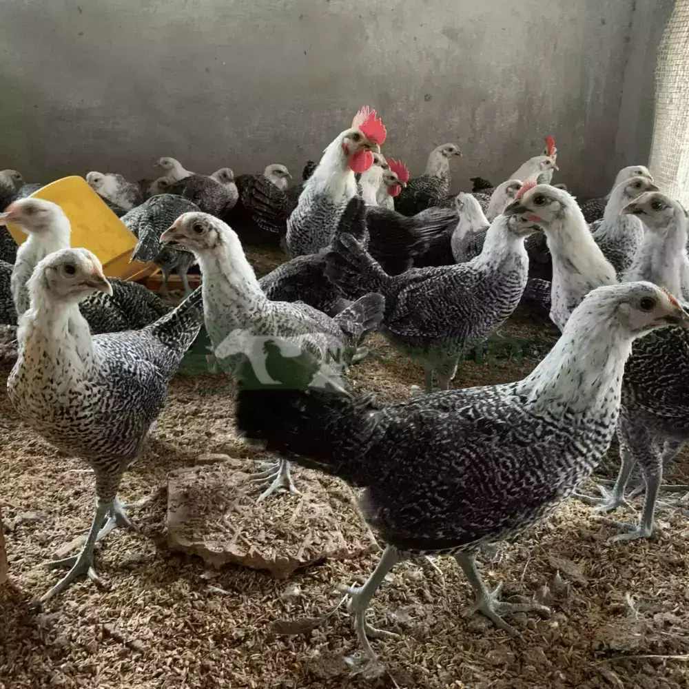 Gà Ai Cập Vằn giống