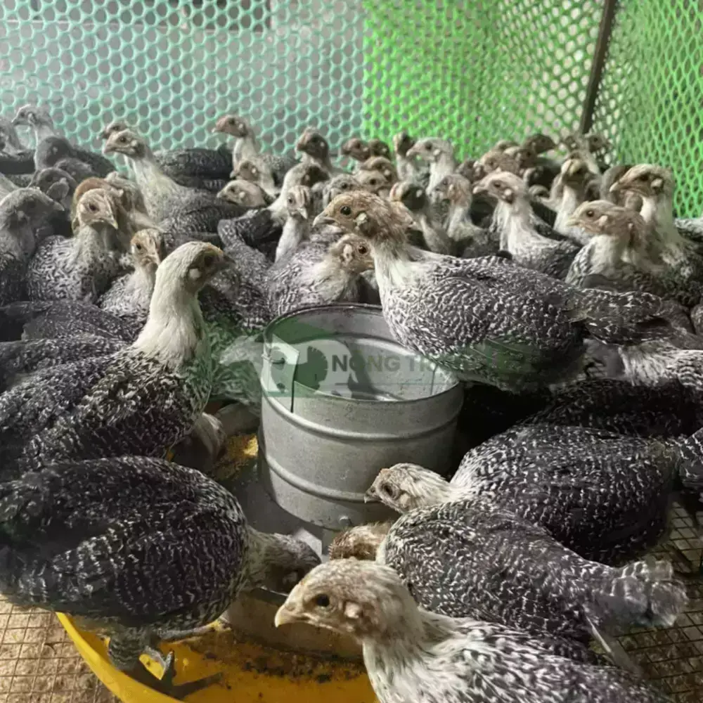 Gà Ai Cập Vằn giống