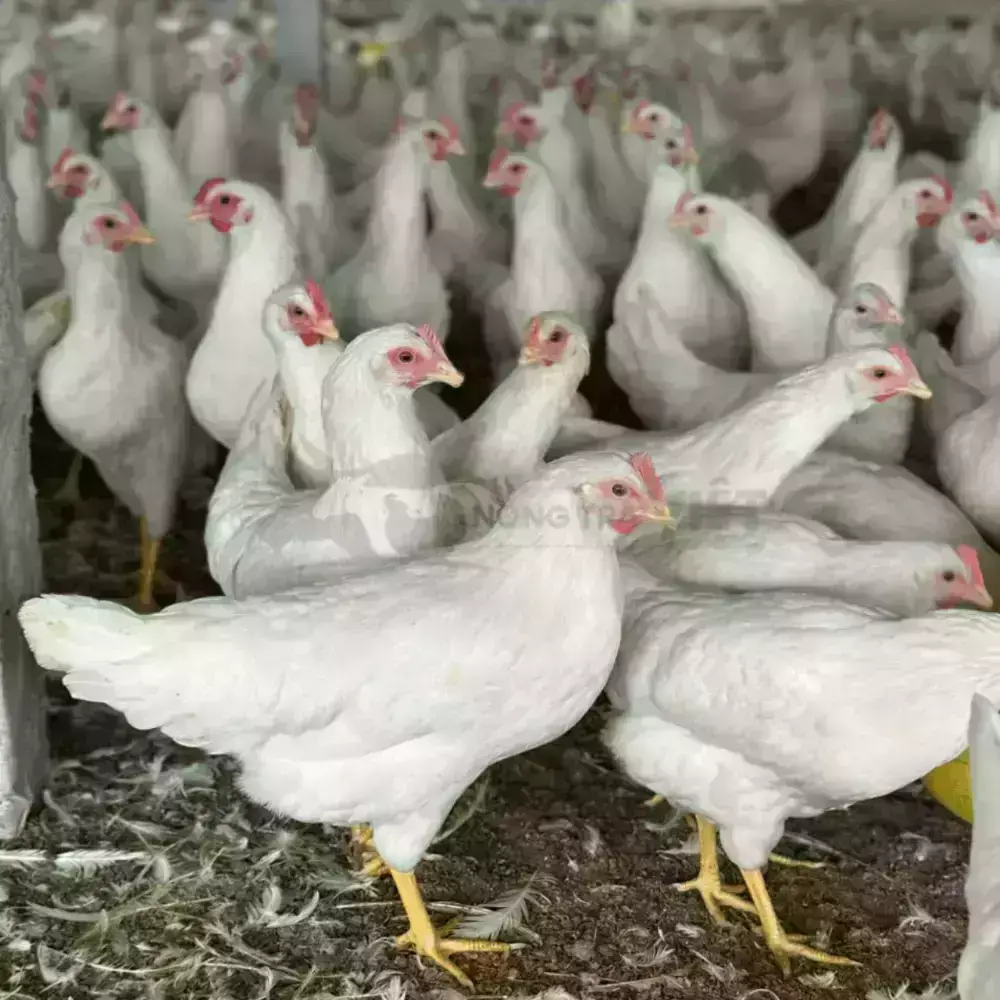 Gà Ai Cập trắng