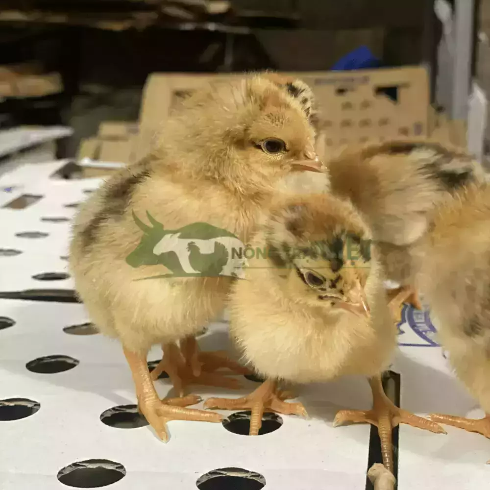 Gà Lương Phượng giống