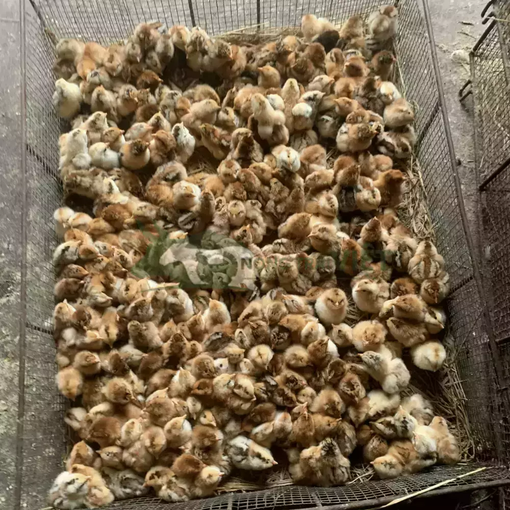 Gà Lương Phượng giống